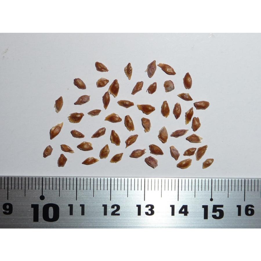 ??????????????????????????????????????? ??????50??? Mountain hemlock 50 seeds zg8d86qz5yH.I.Tree C???s