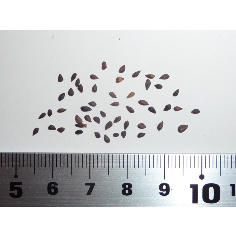 マリアーナトウヒ ［カナダ・ニューブランズウィック州産］ 種子50粒 Black spruce New Brunswick 50 seeds
