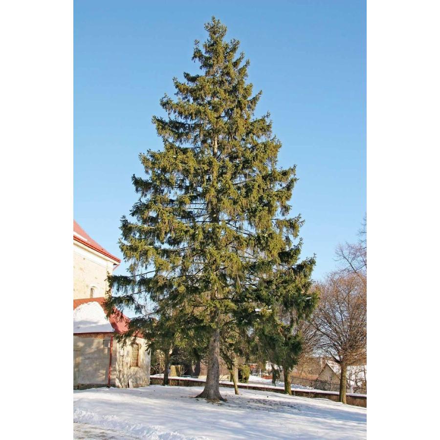 ヨーロッパトウヒ 欧州トウヒ 欧州産 種子50粒 Norway Spruce Boehmerwald 50 Seeds Zxhmiufgpm H I Tree C S Yahoo 店 通販 Yahoo ショッピング