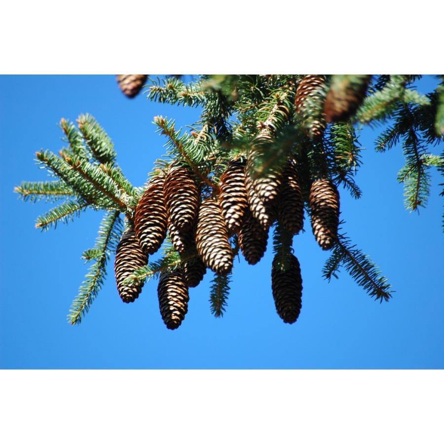 ヨーロッパトウヒ 欧州トウヒ 欧州産 種子50粒 Norway Spruce Boehmerwald 50 Seeds Zxhmiufgpm H I Tree C S Yahoo 店 通販 Yahoo ショッピング