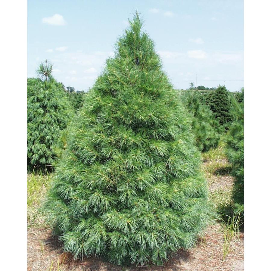 ストローブマツ ストローブ松 ニューヨーク州産 種子30粒 Eastern White Pine New York 30 Seeds Zxiaknzc1x H I Tree C S Yahoo 店 通販 Yahoo ショッピング