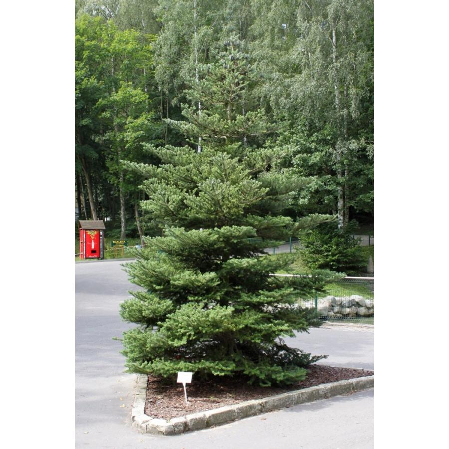 チョウセンシラベ＜朝鮮白檜＞ ［ドイツ産］ 種子50粒 Korean fir