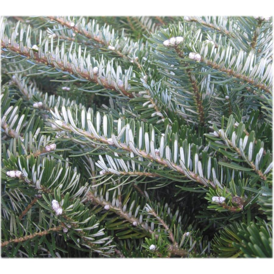 チョウセンシラベ＜朝鮮白檜＞ ［ドイツ産］ 種子50粒 Korean fir