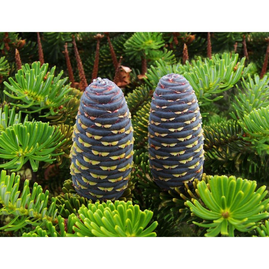 チョウセンシラベ＜朝鮮白檜＞ ［ドイツ産］ 種子50粒 Korean fir