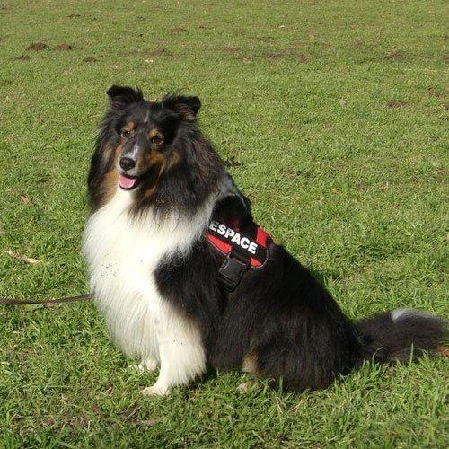 【2枚1セット】Julius K9（黒地/きらきらブルー） お名前入りラベル M サイズ |  | 03