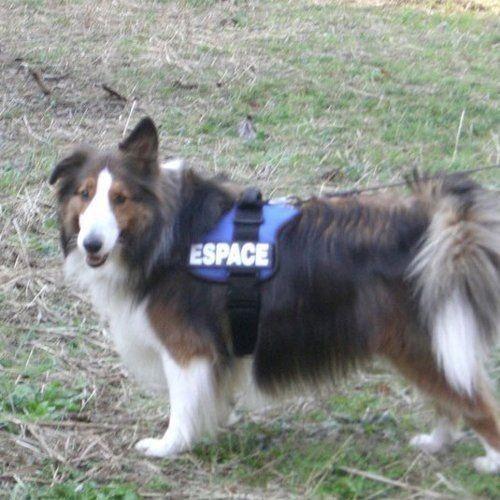 【2枚1セット】Julius K9（黒地/きらきらパープル） お名前入りラベル M サイズ |  | 02