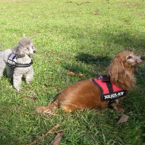 Julius K9（黒地/蛍光ホワイト） お名前入りラベル M サイズ - 2枚セット |  | 04