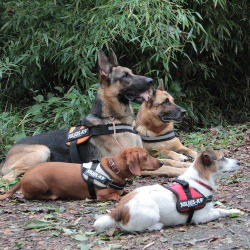 Julius K9（黒地/蛍光反射加工 グリーン） お名前入りラベル M サイズ - 2枚セット |  | 05