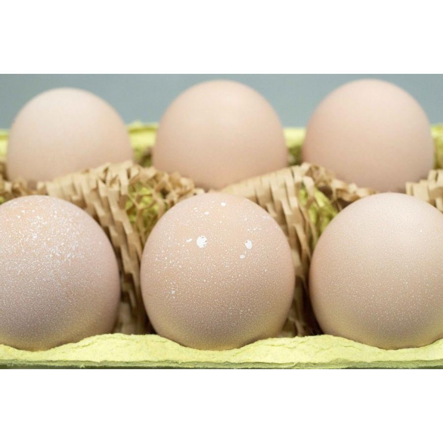 10個入】名古屋コーチンの平飼いたまご（MS〜L） : 五頭山麓 ひよころ