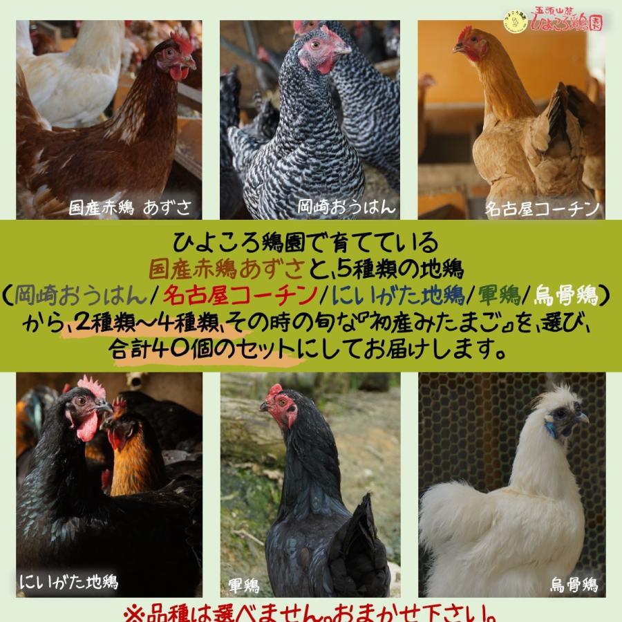 初産みたまご おまかせ40個セット 48 五頭山麓 ひよころ鶏園 通販 Yahoo ショッピング