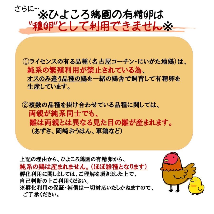 【地鶏たまご詰め合わせ】色鶏たまごセット〈烏骨鶏・軍鶏・にいがた地鶏・名古屋コーチン・おうはん〉各2個・計10個｜hiyokoro｜04