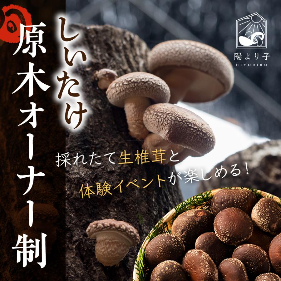 原木しいたけ 原木オーナー制スペシャルコース 年4回お届け 原木栽培生しいたけ 原木乾しいたけ詰め合わせ カブト虫狩り 収穫体験 05 009 02 しいたけ専門店 陽より子 通販 Yahoo ショッピング