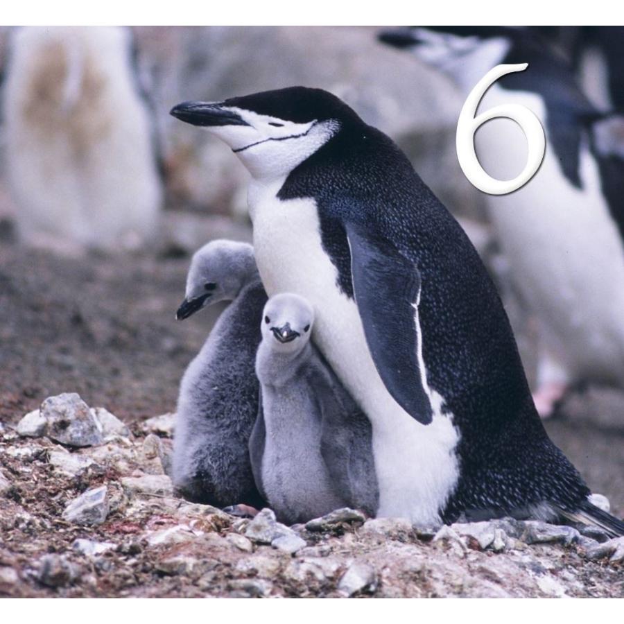 日付シール ペンギン ほぼ日weeks対応 mm角 手作り 光沢写真仕上げ Penguin 日付シール専門店 通販 Yahoo ショッピング