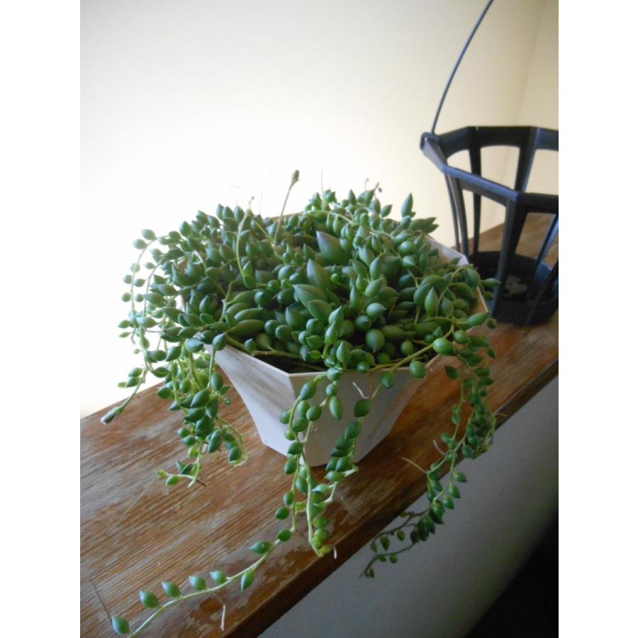 グリーンネックレス 緑の鈴 ハンギング 多肉植物 観葉植物 インテリアグリーン Gr 02 花工房midori Ya 通販 Yahoo ショッピング