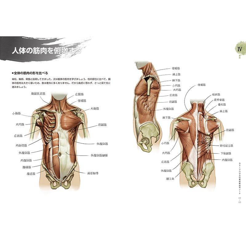 ソッカの美術解剖学ノート キムラッキの人体ドローイング 51Ms1XYygTL