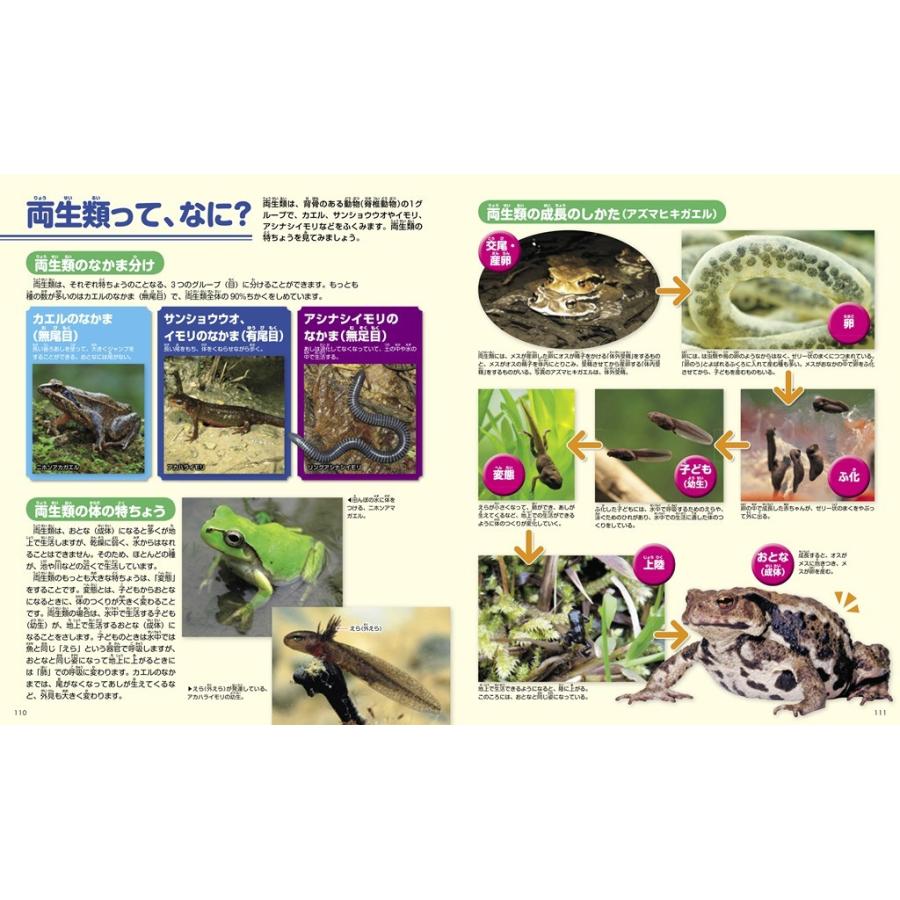 (講談社の動く図鑑MOVE) DVD付 は虫類・両生類｜hkt-tsutayabooks｜06