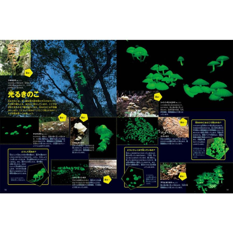 小学館の図鑑NEO) きのこ DVDつき［改訂版］ : 枚方 蔦屋書店 Yahoo