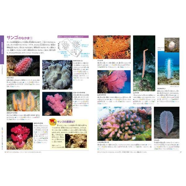 (ポプラディア大図鑑ＷＯＮＤＡ) 水の生きもの｜hkt-tsutayabooks｜03