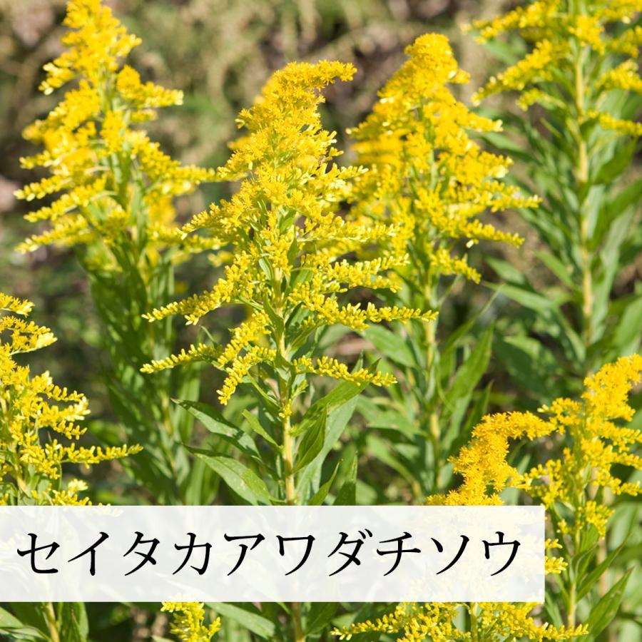 自然健康社 乾燥 セイタカアワダチソウ 1kg 花蕾 つぼみ 含む 乾燥