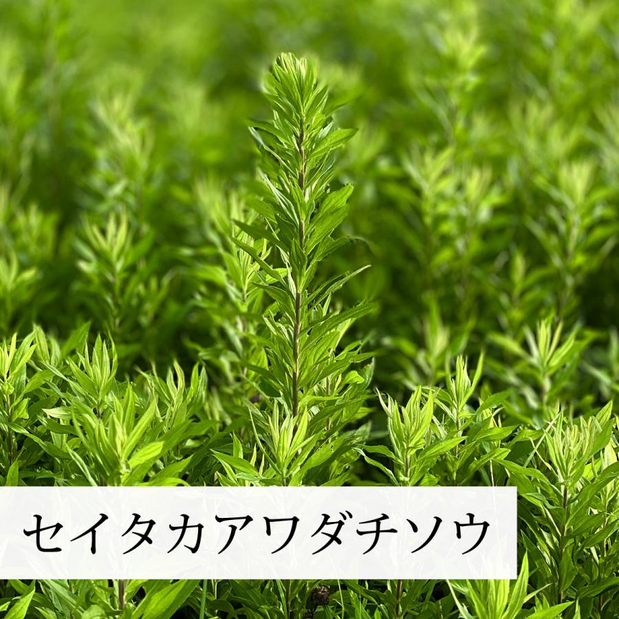 乾燥  セイタカアワダチソウ  1kg 自然健康社 乾燥 セイタカアワダチソウ 1kg×3個 無農薬 無添加