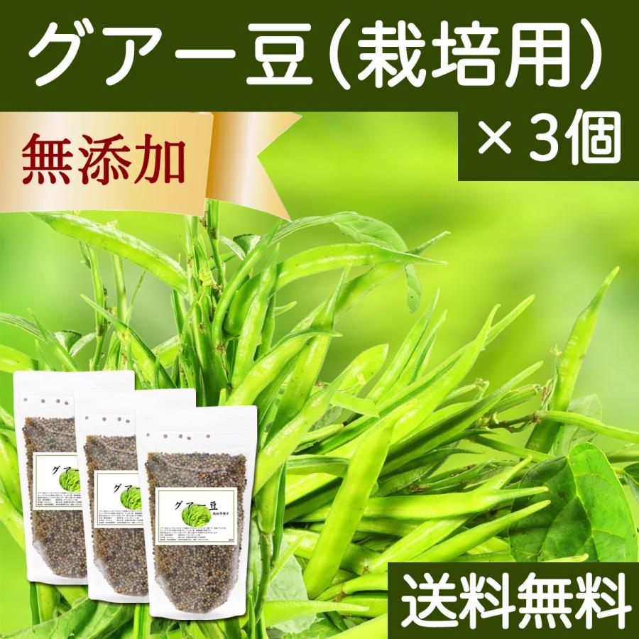 グアー豆400g×3個 栽培用 種子 グア豆 クラスタ豆  送料無料｜hl-labo