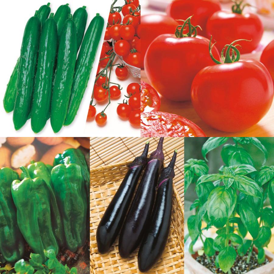 珍しいトマトとなすの苗7本セット Amazon.co.jp: ミニトマト苗 実割れしにくい すずなりトマト