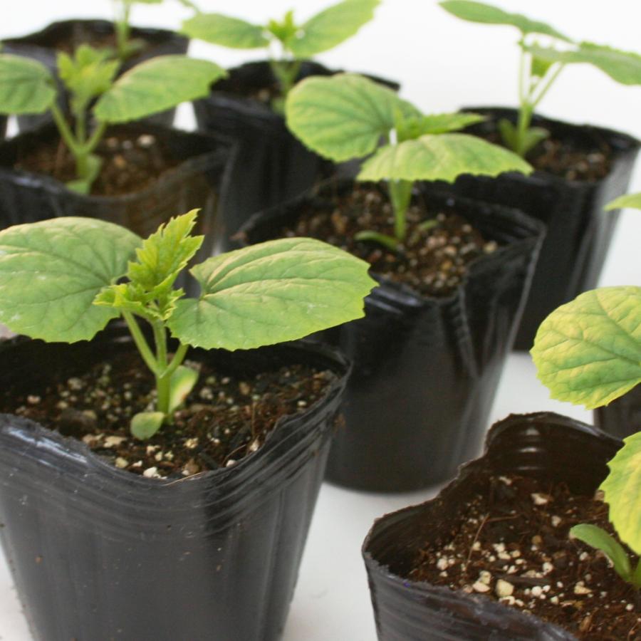 ゴーヤー 沖縄純白ゴーヤー 野菜苗 12ポットセット 3号ポット フラワーブルームの苗 【苗 家庭菜園 ベランダ グリーンカーテン 緑の ...