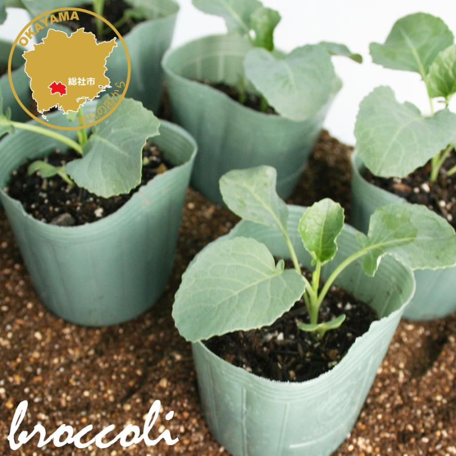 茎ブロッコリー スティックセニョール 野菜苗 6ポットセット 3号ポット フラワーブルームの苗 ブロッコリーの苗 家庭菜園 秋 冬 夏 新型コロナ ベランダ Broccoli Sutikkusenyoru フラワーブルーム 通販 Yahoo ショッピング