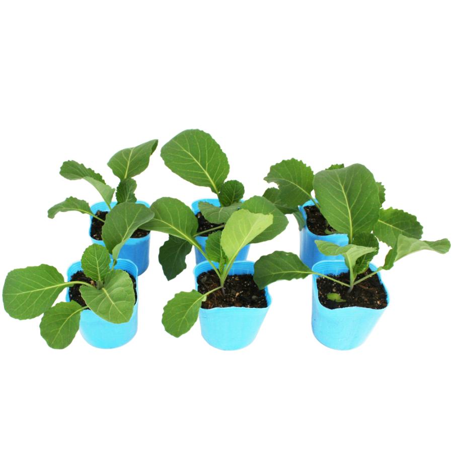 キャベツ 初秋 野菜苗 6ポットセット 3号ポット フラワーブルームの苗