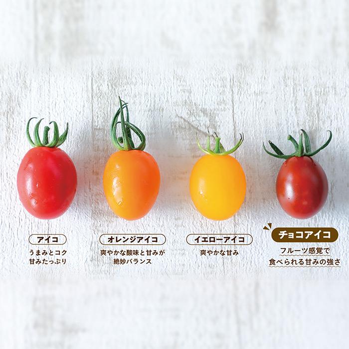 ミニトマト チョコアイコ 野菜苗 6ポットセット 3号ポット