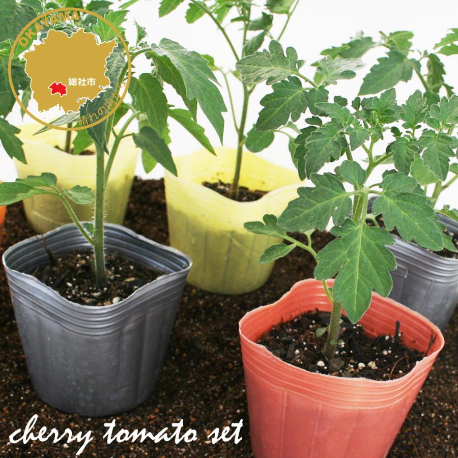 ミニトマト食べくらべ栽培セット アイコシリーズ アイコ イエローアイコ オレンジアイコ チョコアイコ 野菜