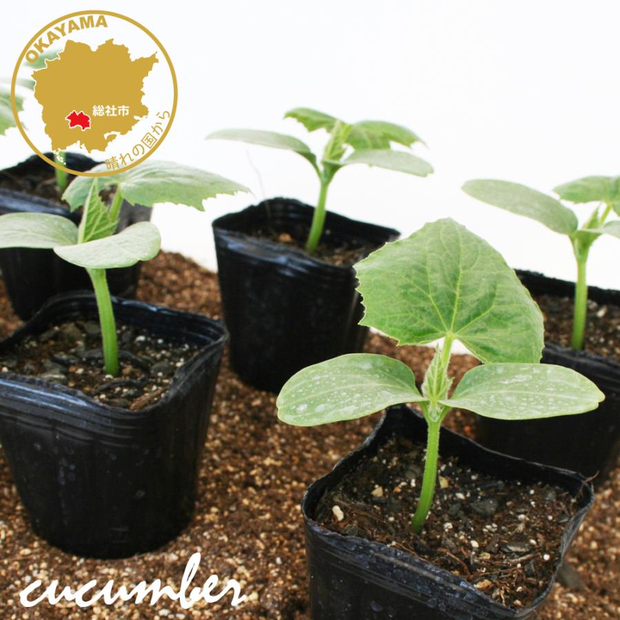 キュウリ 北進 野菜苗 6ポットセット 3号ポット フラワー キュウリ 北進 野菜苗 6ポットセット 3号ポット フラワー