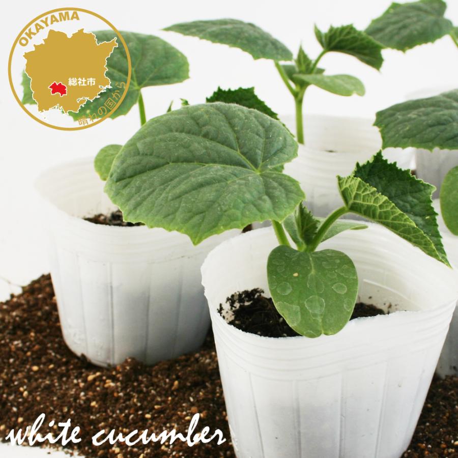 キュウリ ホワイティ25 野菜苗 6ポットセット 3号ポット キュウリ ホワイティ25 野菜苗 6ポットセット 3号ポット
