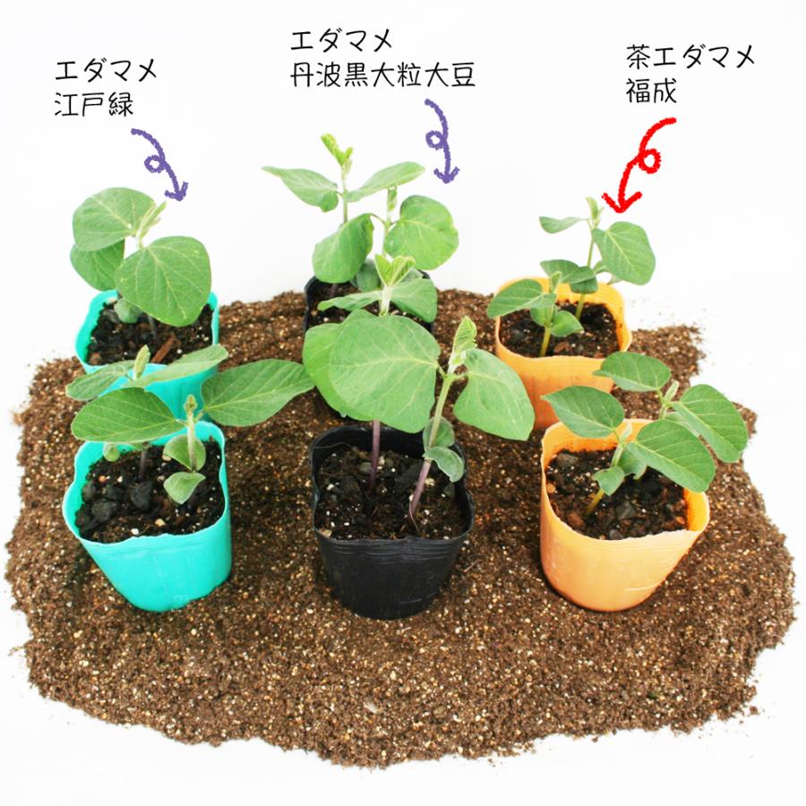 エダマメ 食べくらべ栽培セット 江戸緑 丹波黒大粒大豆 福成 野菜苗 6ポットセット 3号ポット フラワーブルームの苗 家庭菜園 枝豆 枝豆の苗 黒豆 緑豆 茶豆 Edamame Set フラワーブルーム 通販 Yahoo ショッピング