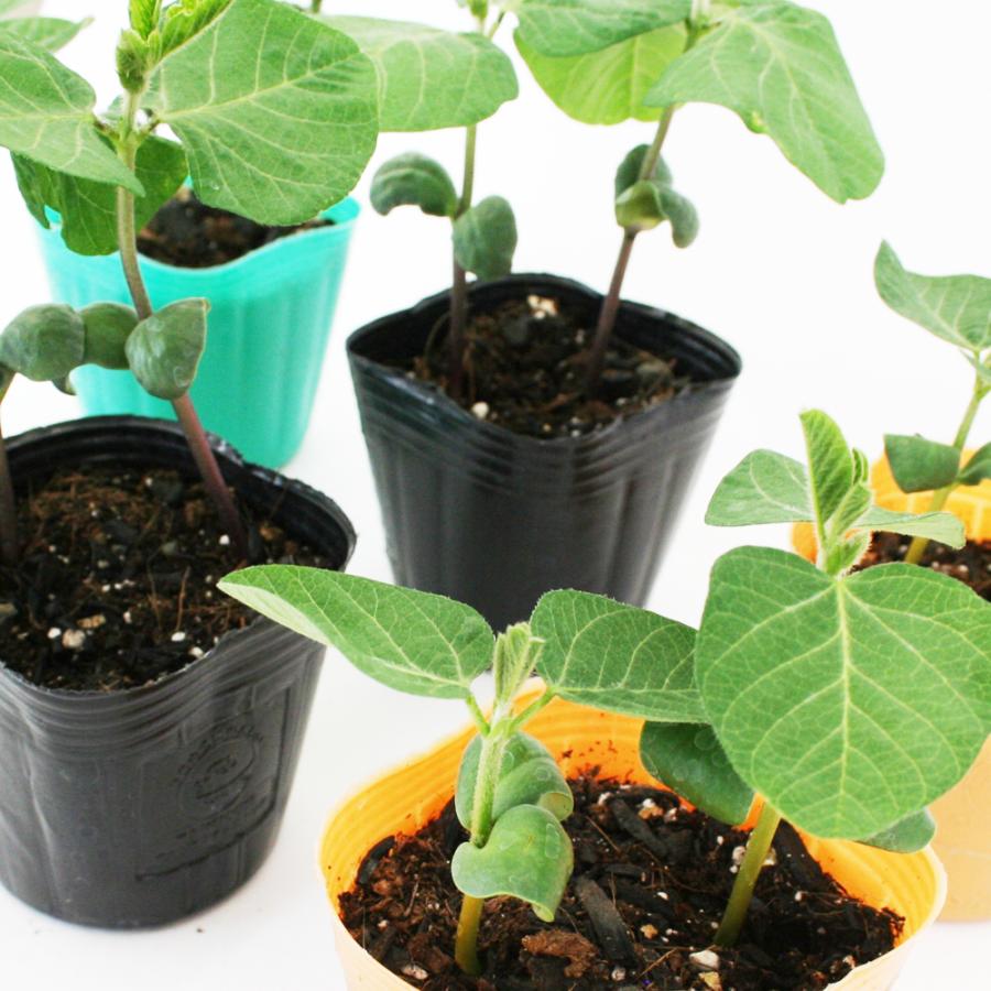 エダマメ 食べくらべ栽培セット 江戸緑 丹波黒大粒大豆 福成 野菜苗 6ポットセット 3号ポット フラワーブルームの苗 家庭菜園 枝豆 枝豆の苗 黒豆 緑豆 茶豆 Edamame Set フラワーブルーム 通販 Yahoo ショッピング