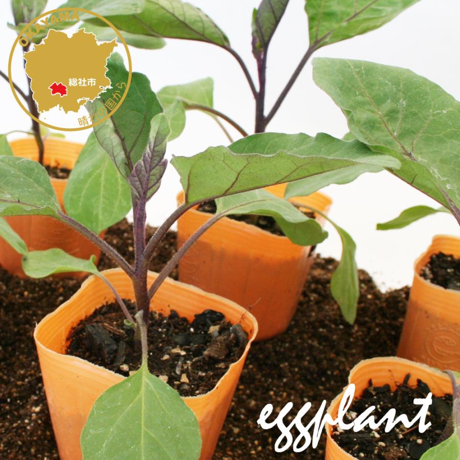 22正規激安 長ナス 黒陽 野菜苗 6ポットセット 3号ポット フラワーブルームの苗 苗 家庭菜園 ナス なす 茄子 茄子の苗 ナスの苗 なすび Whitesforracialequity Org