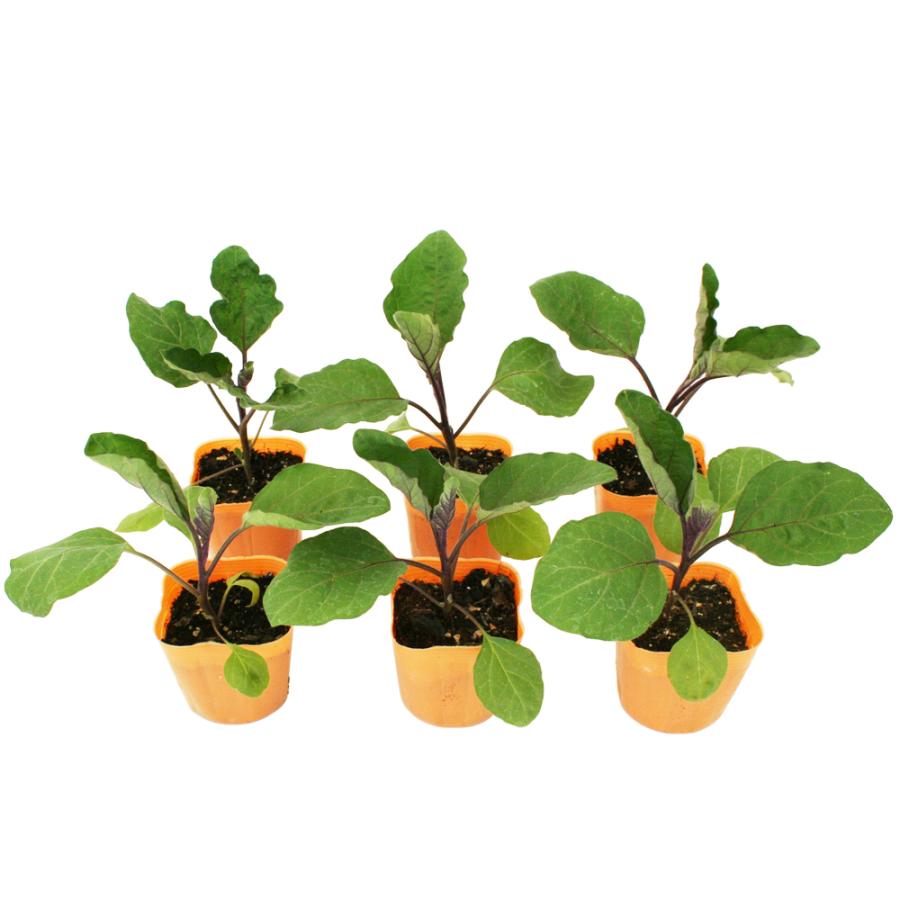 22正規激安 長ナス 黒陽 野菜苗 6ポットセット 3号ポット フラワーブルームの苗 苗 家庭菜園 ナス なす 茄子 茄子の苗 ナスの苗 なすび Whitesforracialequity Org