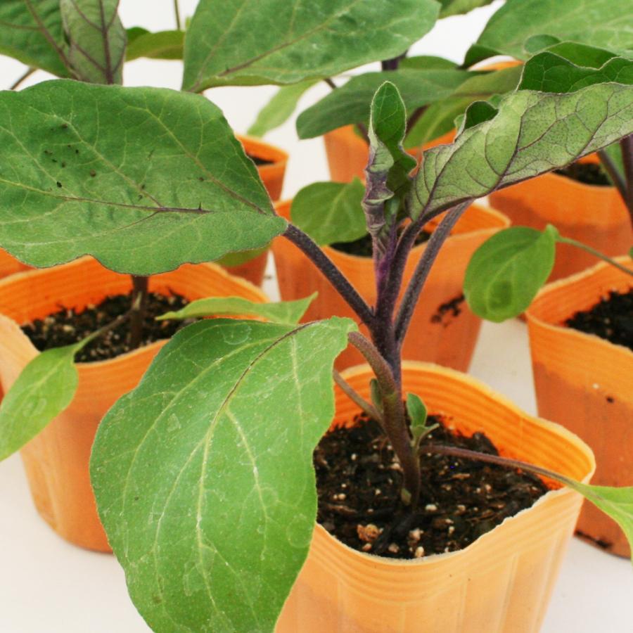 22正規激安 長ナス 黒陽 野菜苗 6ポットセット 3号ポット フラワーブルームの苗 苗 家庭菜園 ナス なす 茄子 茄子の苗 ナスの苗 なすび Whitesforracialequity Org