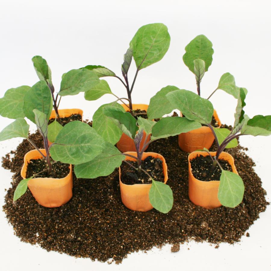 22正規激安 長ナス 黒陽 野菜苗 6ポットセット 3号ポット フラワーブルームの苗 苗 家庭菜園 ナス なす 茄子 茄子の苗 ナスの苗 なすび Whitesforracialequity Org