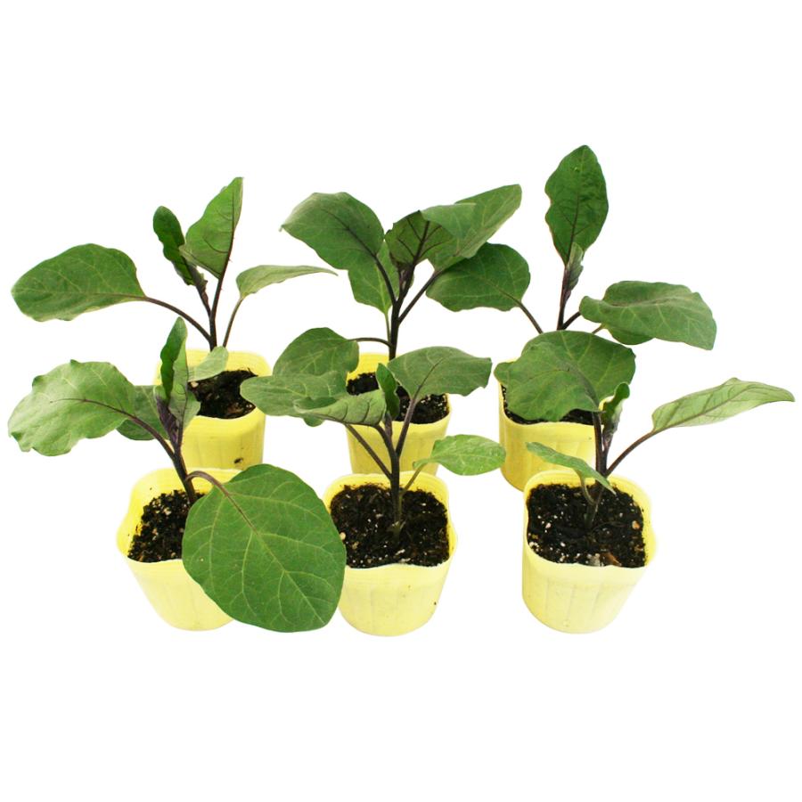 長卵形ナス 千両二号 野菜苗 6ポットセット 3号ポット フラワーブルームの苗 苗 野菜苗 家庭菜園 ナス なす 茄子 茄子の苗 ナスの苗 千両 卵型 岡山 Eggplant Senryo フラワーブルーム 通販 Yahoo ショッピング