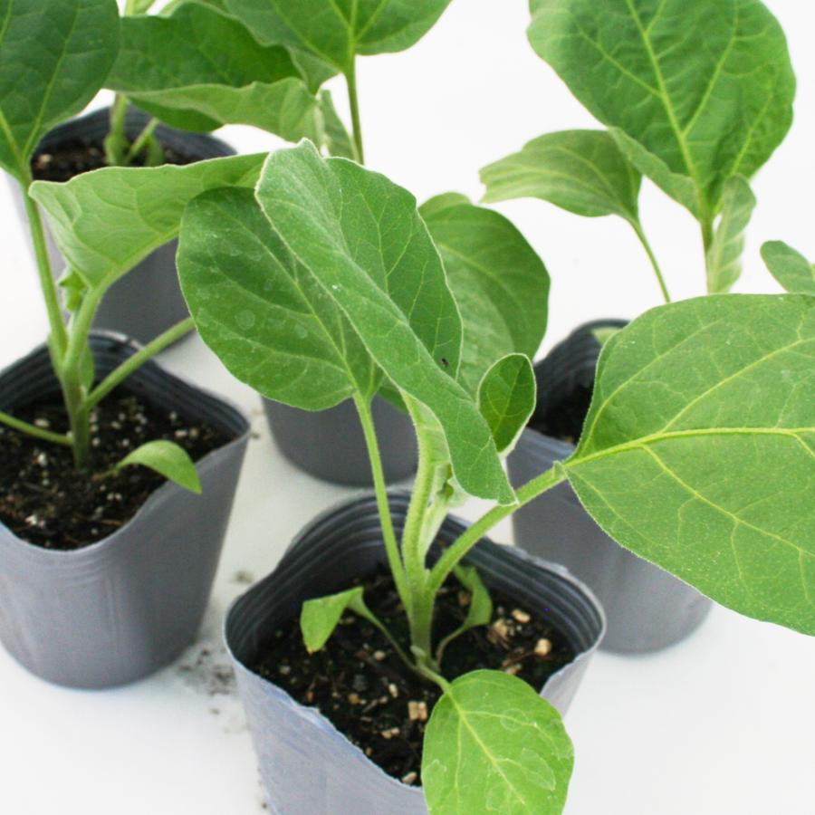 白ナス とろ り旨なす 野菜苗 6ポットセット 3号ポット フラワーブルームの苗 苗 家庭菜園 なすび 茄子 茄子の苗 ナスの苗 贈物 なす 白茄子 白