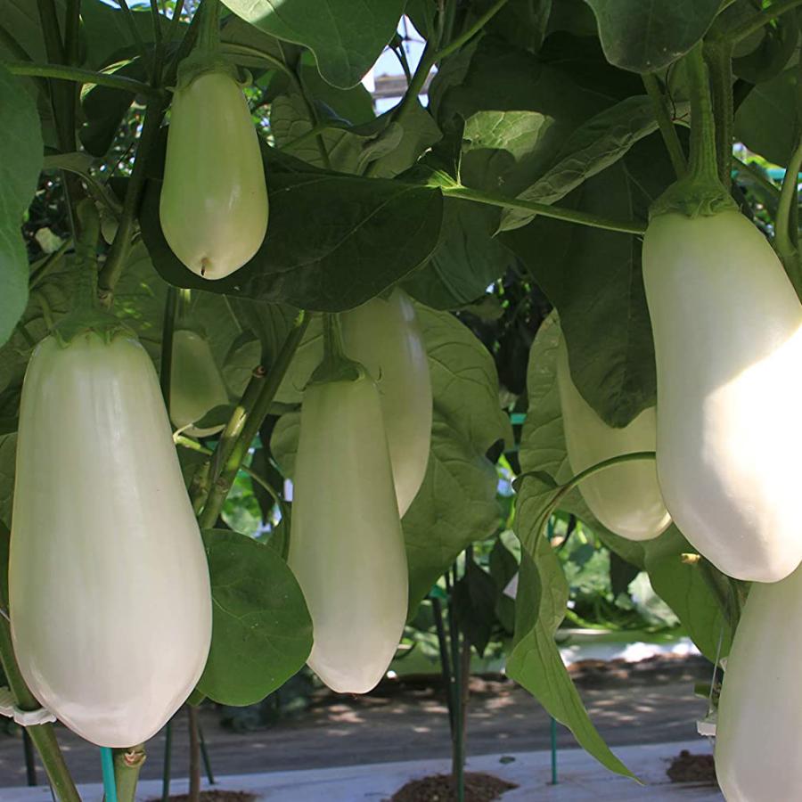 白ナス とろ り旨なす 野菜苗 6ポットセット 3号ポット フラワーブルームの苗 苗 家庭菜園 なすび 茄子 茄子の苗 ナスの苗 贈物 なす 白茄子 白