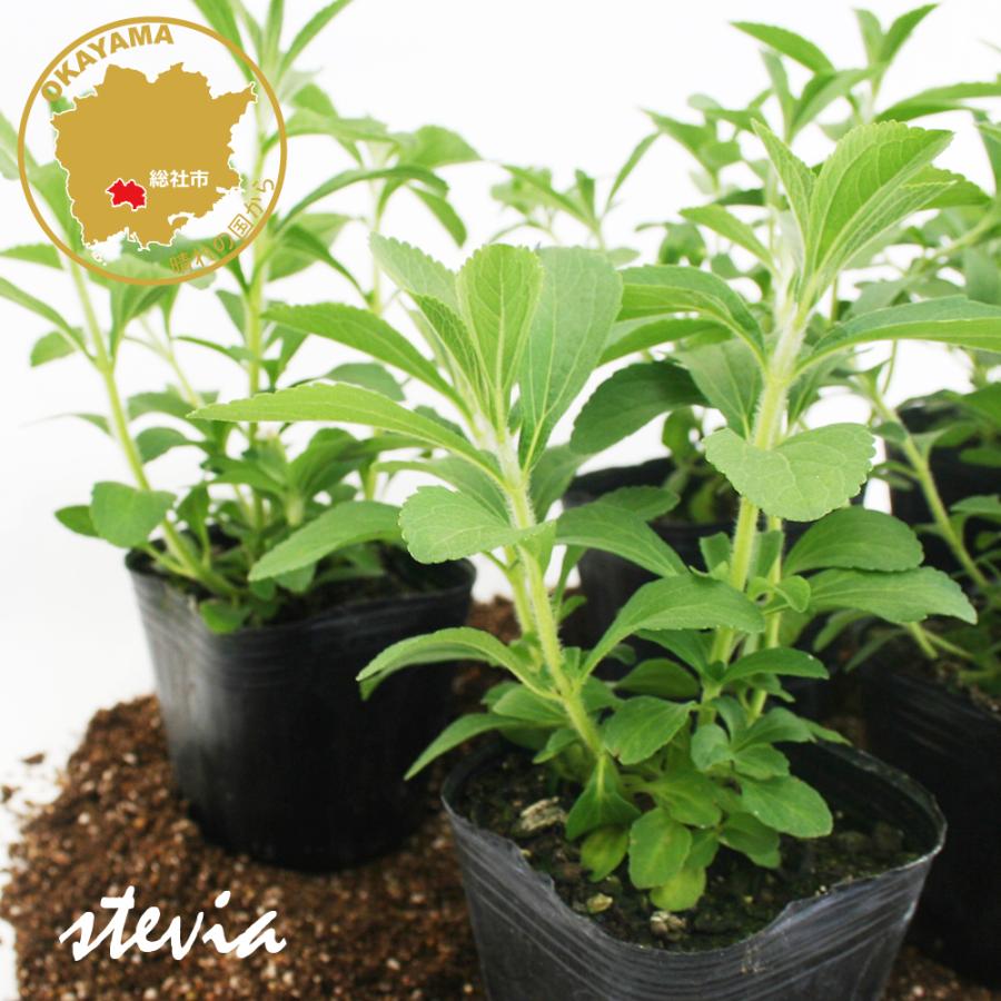 スイートハーブ ステビア ハーブ苗 6ポットセット 3号ポット フラワー