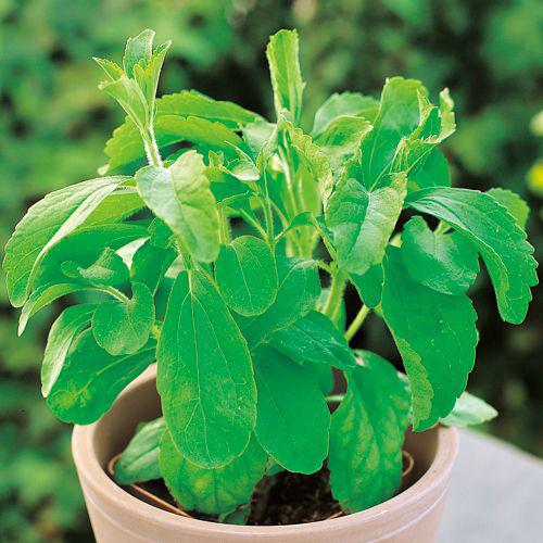 スイートハーブ ステビア ハーブ苗 6ポットセット 3号ポット フラワー