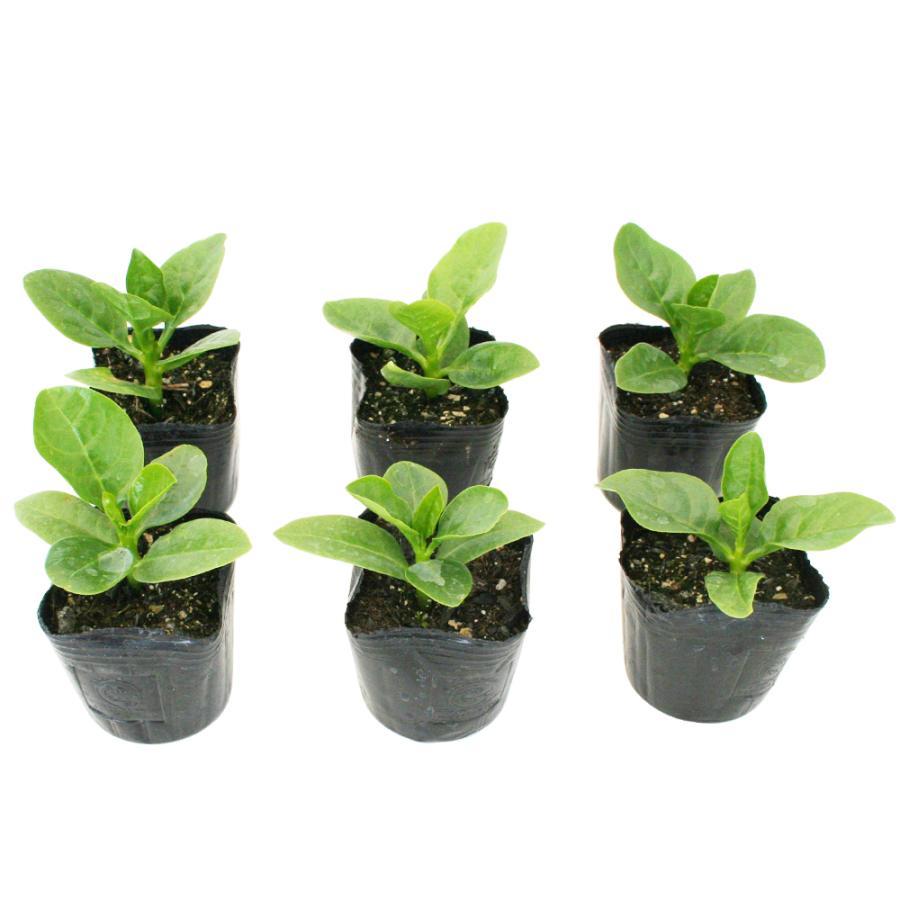 つるむらさき (緑茎) 野菜苗 6ポットセット 3号ポット フラワー