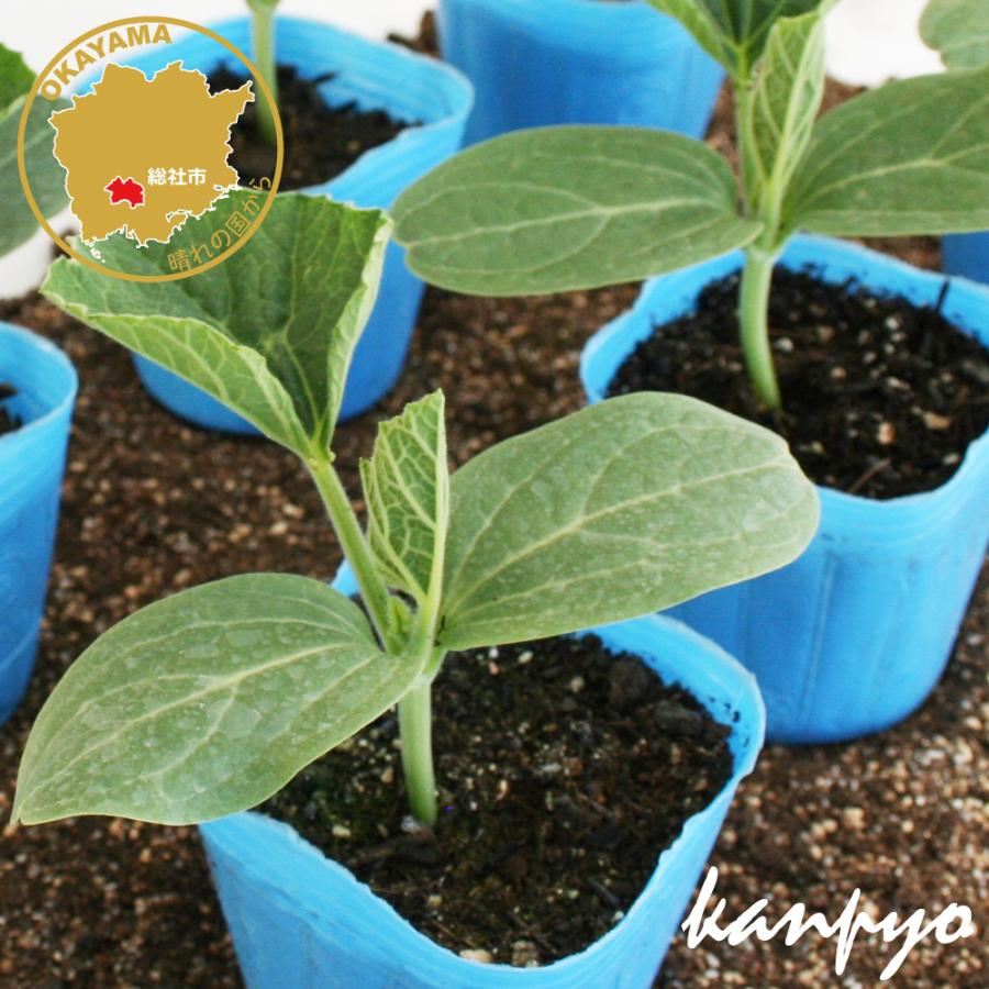 カンピョウ 10貫目大丸かんぴょう 野菜苗 6ポットセット 3号ポット