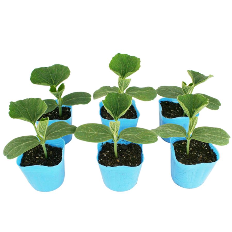 カンピョウ 10貫目大丸かんぴょう 野菜苗 6ポットセット 3号ポット