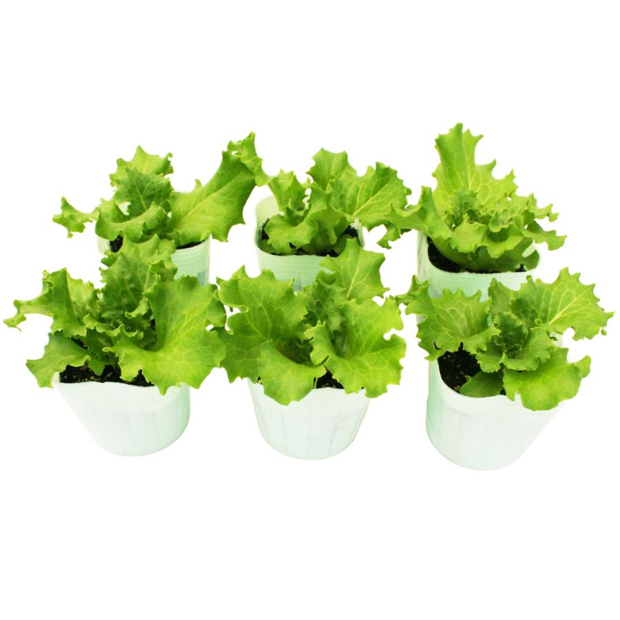リーフレタス パリグリーン 野菜苗 6ポットセット 3号ポット フラワー
