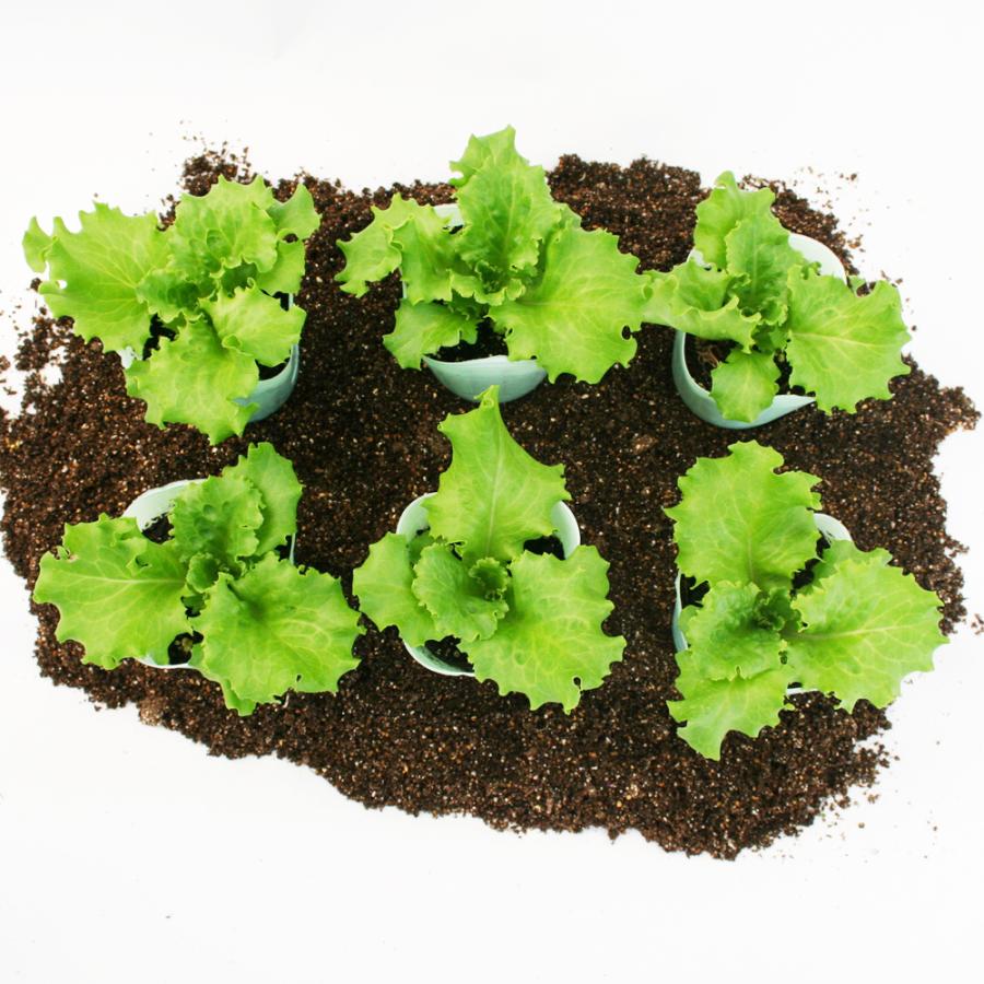 リーフレタス パリグリーン 野菜苗 6ポットセット 3号ポット フラワー