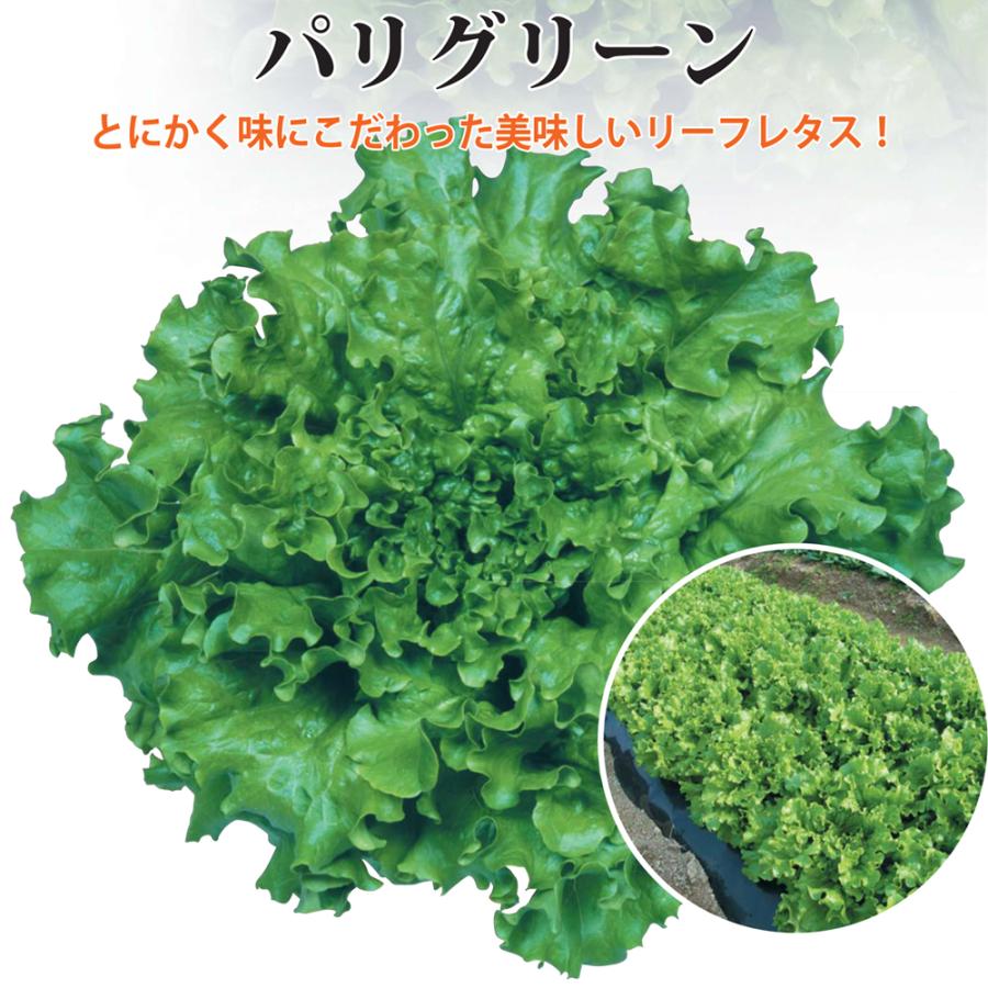 リーフレタス パリグリーン 野菜苗 6ポットセット 3号ポット フラワー